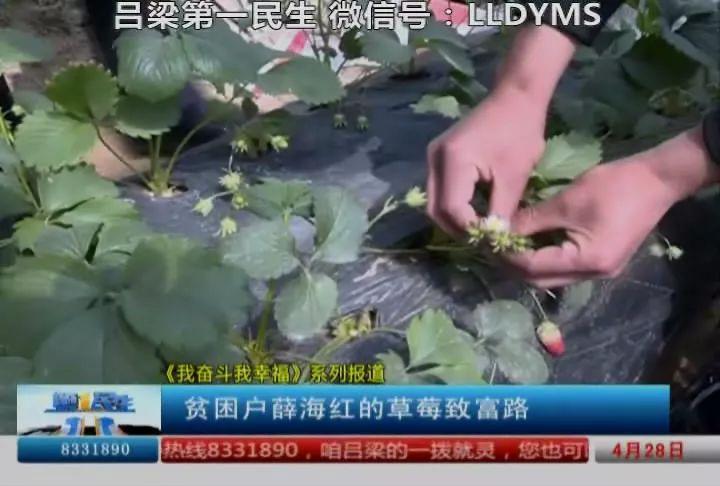 致富圣诞红草莓图片大全_圣诞红草莓_致富经 圣诞红草莓