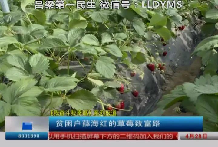 致富圣诞红草莓图片大全_圣诞红草莓_致富经 圣诞红草莓