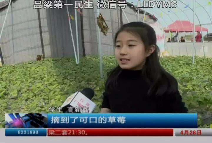致富圣诞红草莓图片大全_致富经 圣诞红草莓_圣诞红草莓
