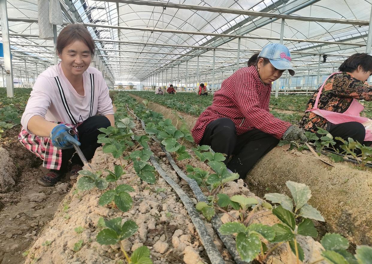 早熟草莓新品种圣诞红_致富圣诞红草莓图片_致富经 圣诞红草莓