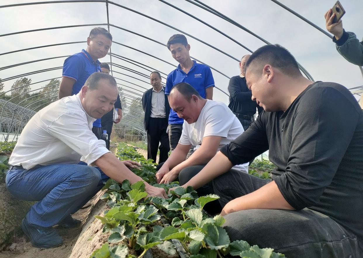 早熟草莓新品种圣诞红_致富经 圣诞红草莓_致富圣诞红草莓图片