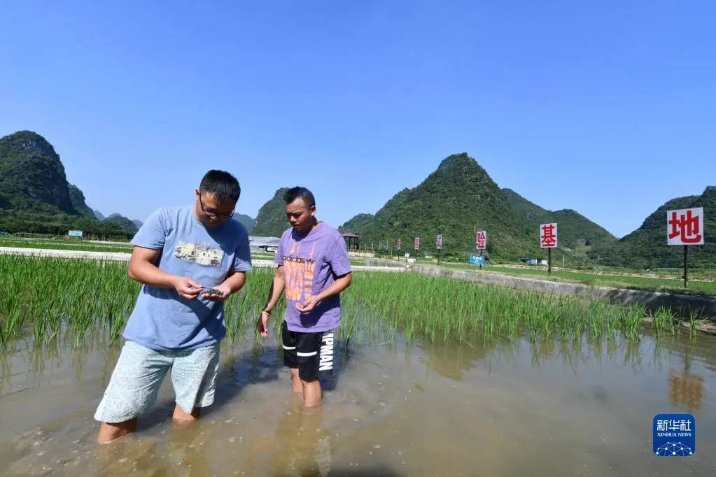 螺蛳养殖技术视频_螺蛳养殖技术致富经_视频养殖螺蛳技术教学