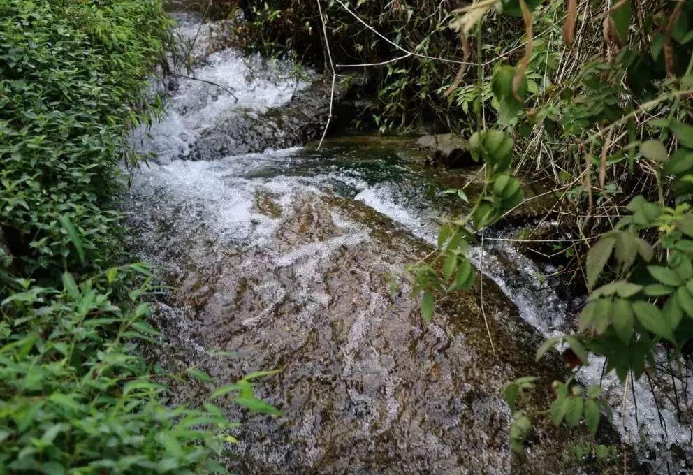 致富经广西山区养鱼_广西泉水鱼养殖基地_广西山泉水养鱼致富经