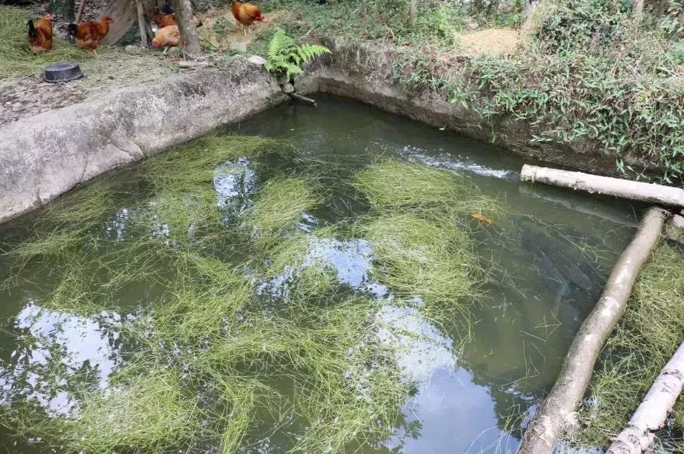 致富经广西山区养鱼_广西泉水鱼养殖基地_广西山泉水养鱼致富经