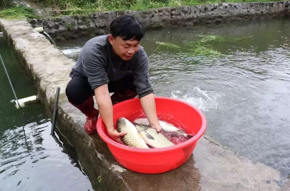 广西山泉水养鱼致富经_广西泉水鱼养殖基地_致富经广西山区养鱼