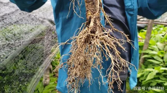 种植木耳致富_木耳种植技术和成本_木耳种植效益