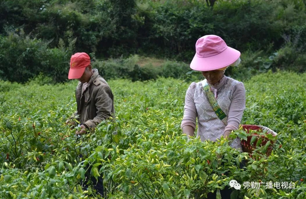 皇冠梨种植条件_致富梨皇冠种植基地地址_皇冠梨种植致富