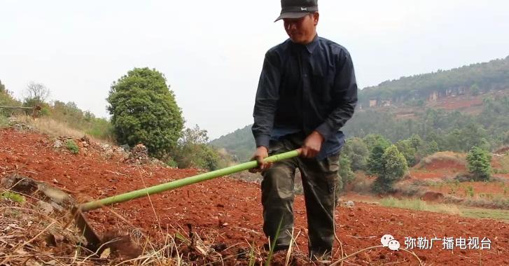 皇冠梨种植条件_皇冠梨种植致富_致富梨皇冠种植基地地址