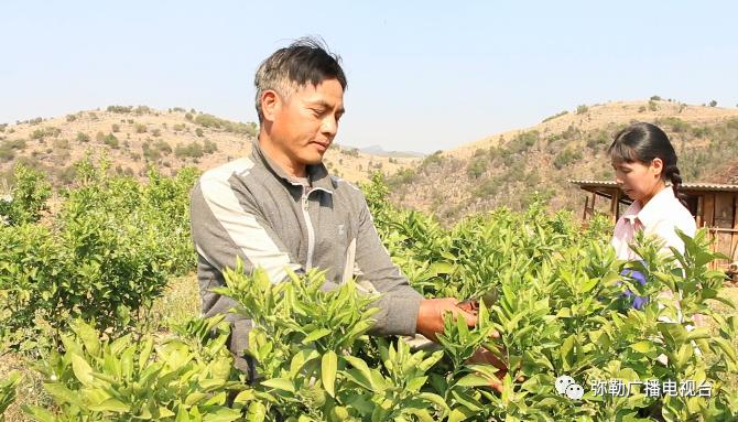 皇冠梨种植致富_致富梨皇冠种植基地地址_皇冠梨种植条件