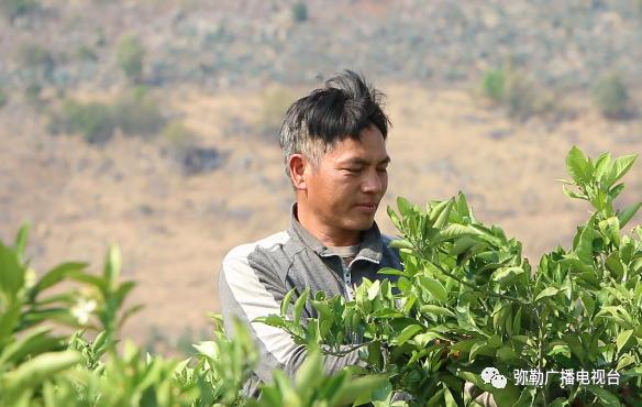 皇冠梨种植致富_致富梨皇冠种植基地地址_皇冠梨种植条件