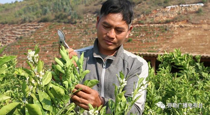 皇冠梨种植致富_皇冠梨种植条件_致富梨皇冠种植基地地址