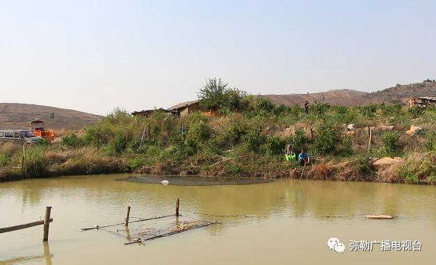 致富梨皇冠种植基地地址_皇冠梨种植条件_皇冠梨种植致富