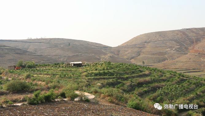 皇冠梨种植条件_致富梨皇冠种植基地地址_皇冠梨种植致富