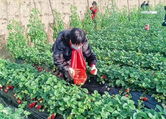 朝阳发布：小草莓让农民日子更香甜