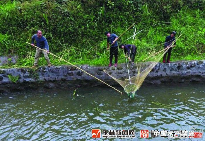 广西山泉水养鱼致富经_致富经广西山区养鱼_广西山泉水养草鱼