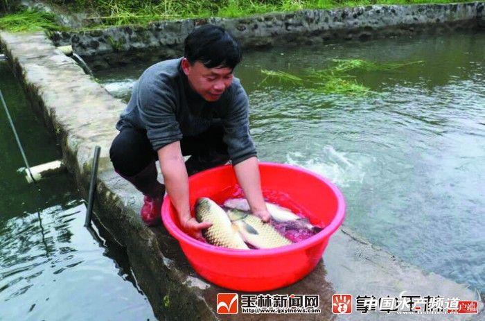 致富经广西山区养鱼_广西山泉水养鱼致富经_广西山泉水养草鱼