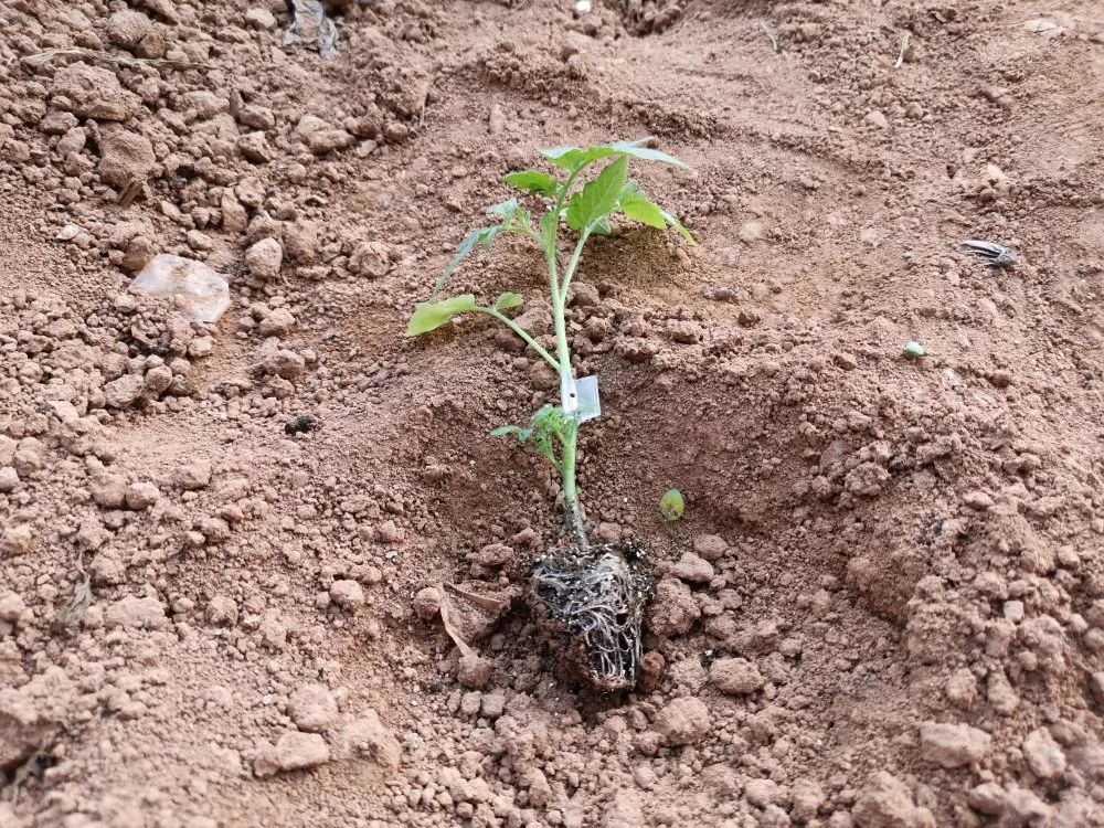 大量种植水果致富_致富水果种植大量种子_致富水果种植大量销售