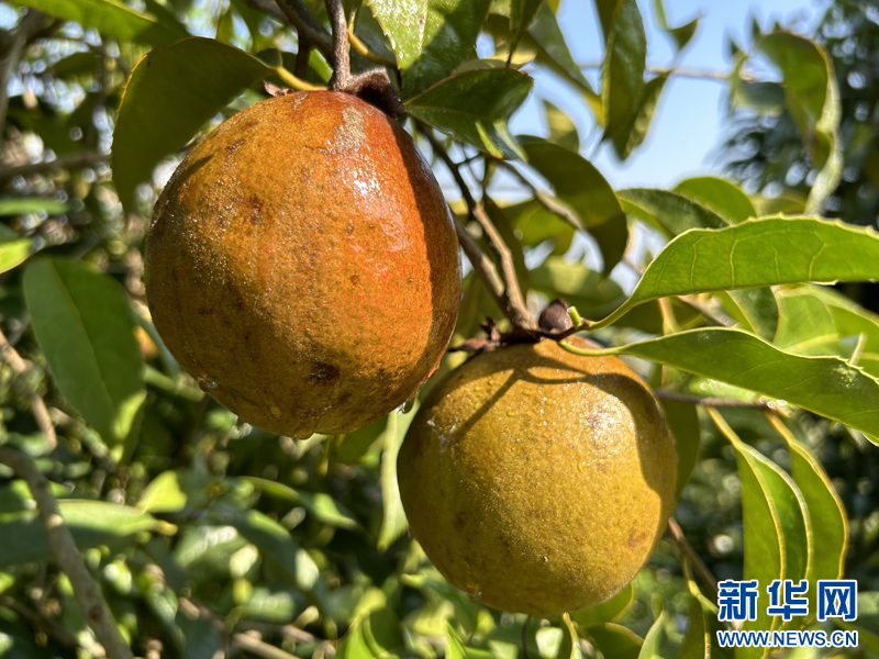 种植免费致富果_致富种植什么比较赚大钱_致富种植视频全集