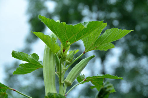 秋葵的价格，秋葵种植前景怎么样？