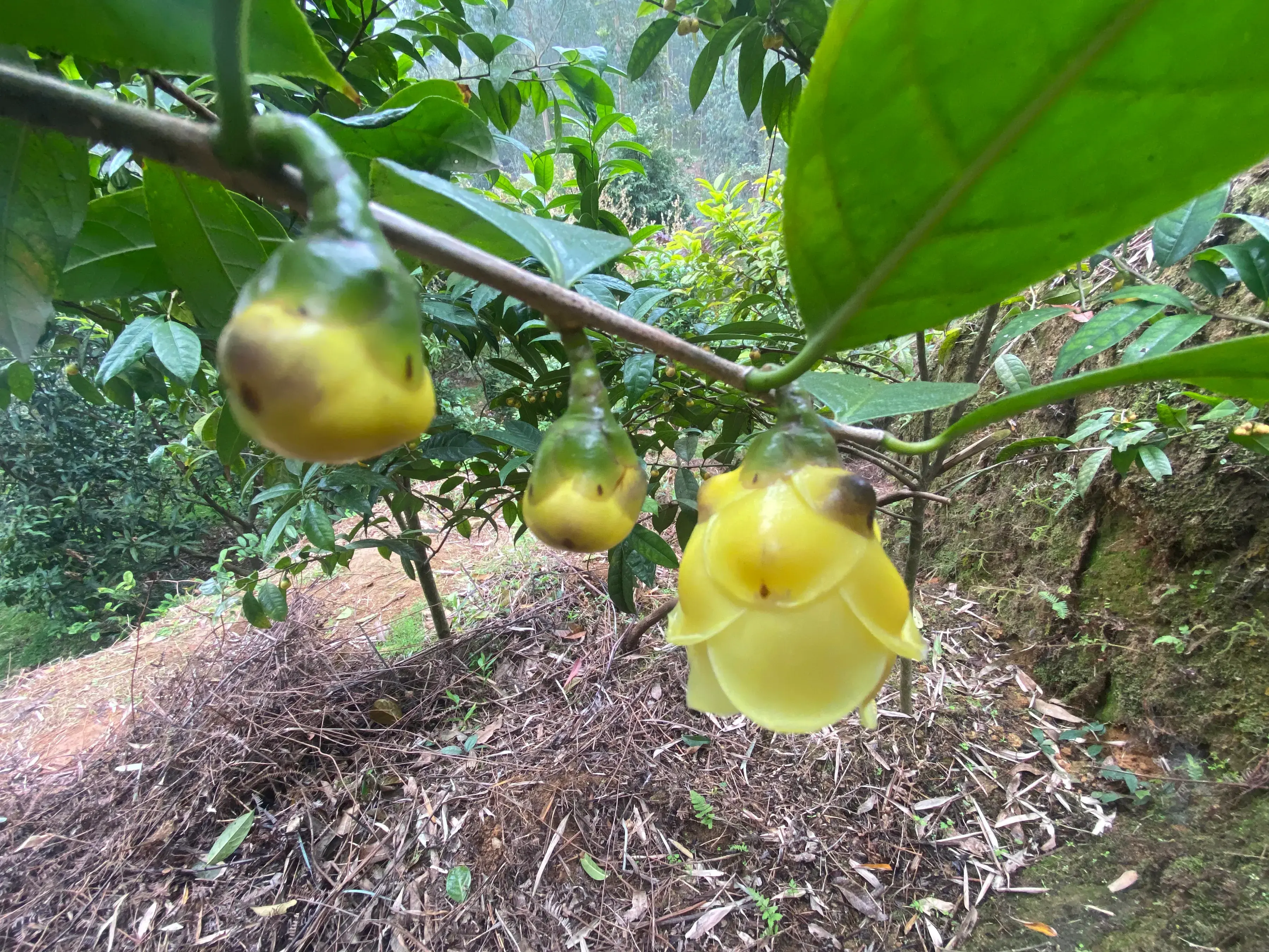 种植技术金花茶的优缺点_金花茶种植方法_金花茶种植技术