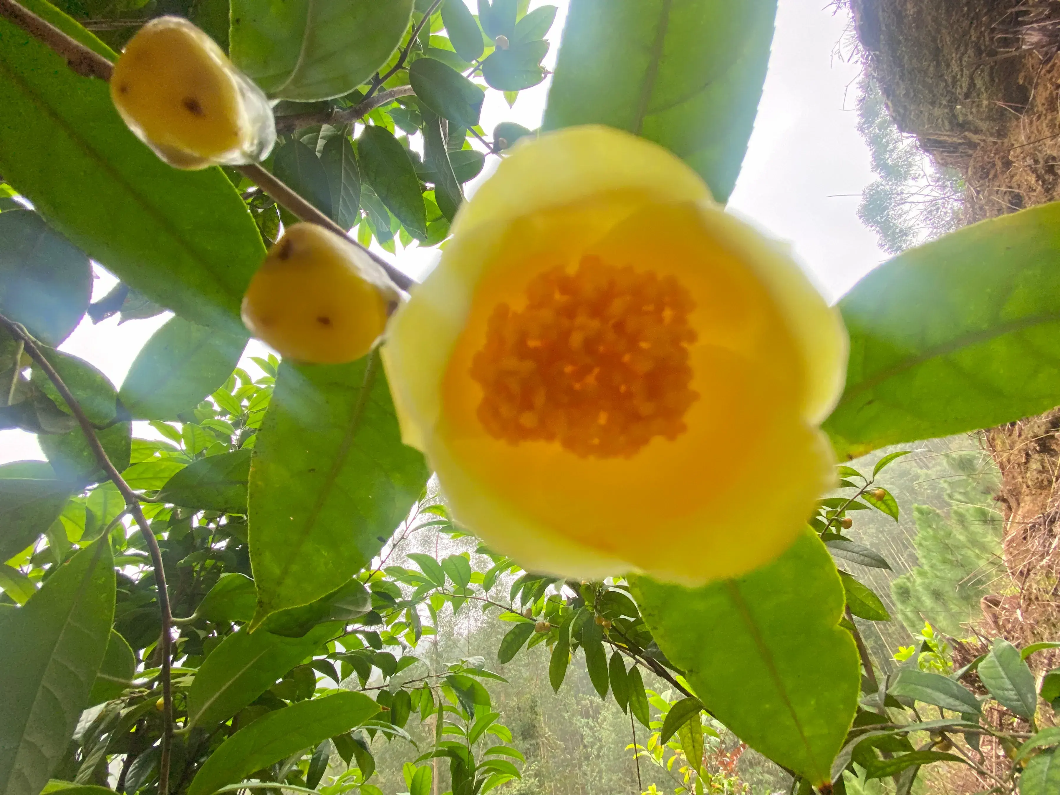 金花茶种植技术_金花茶种植方法_种植技术金花茶的优缺点