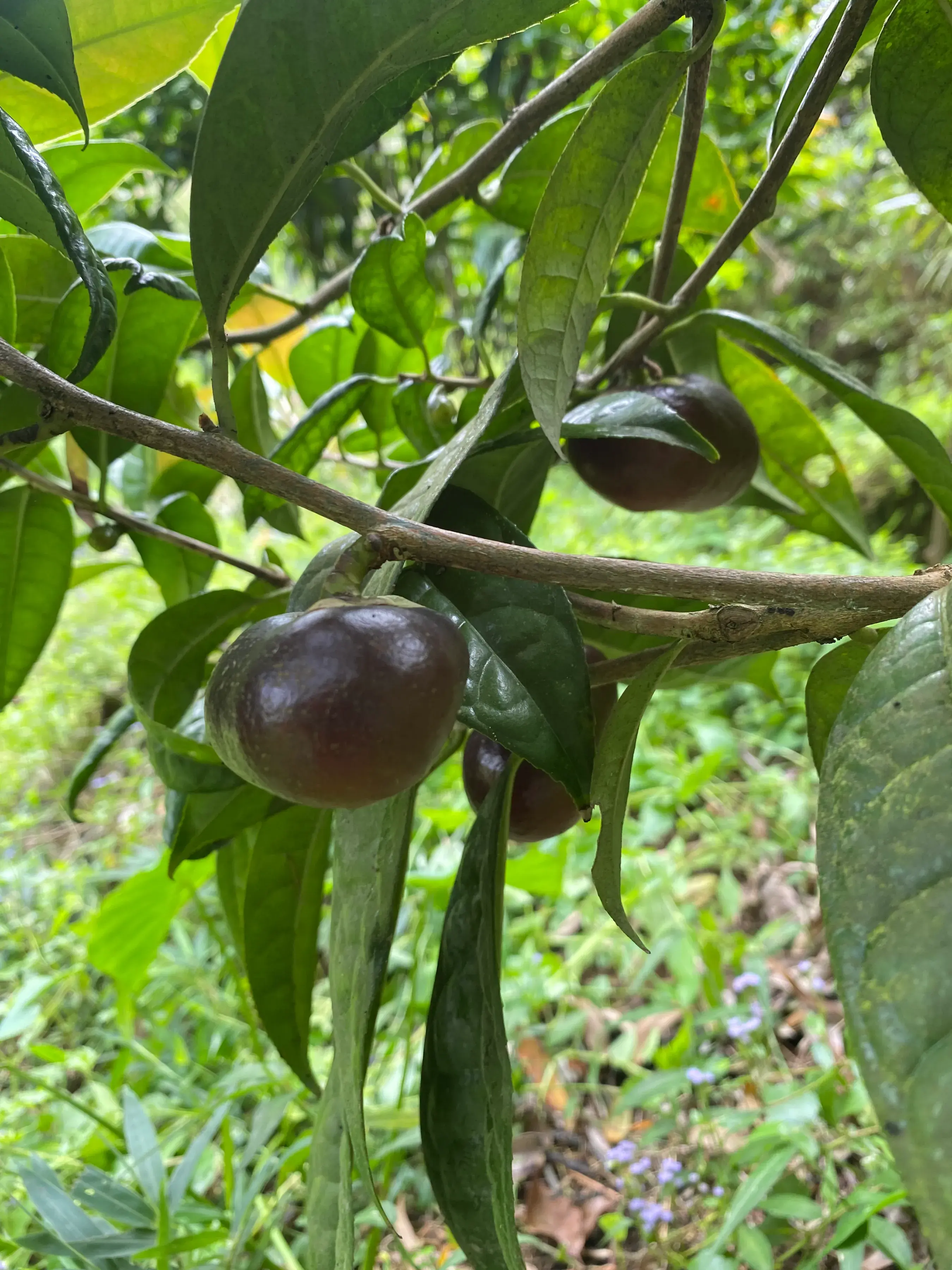 金花茶种植技术_种植技术金花茶的优缺点_金花茶种植方法