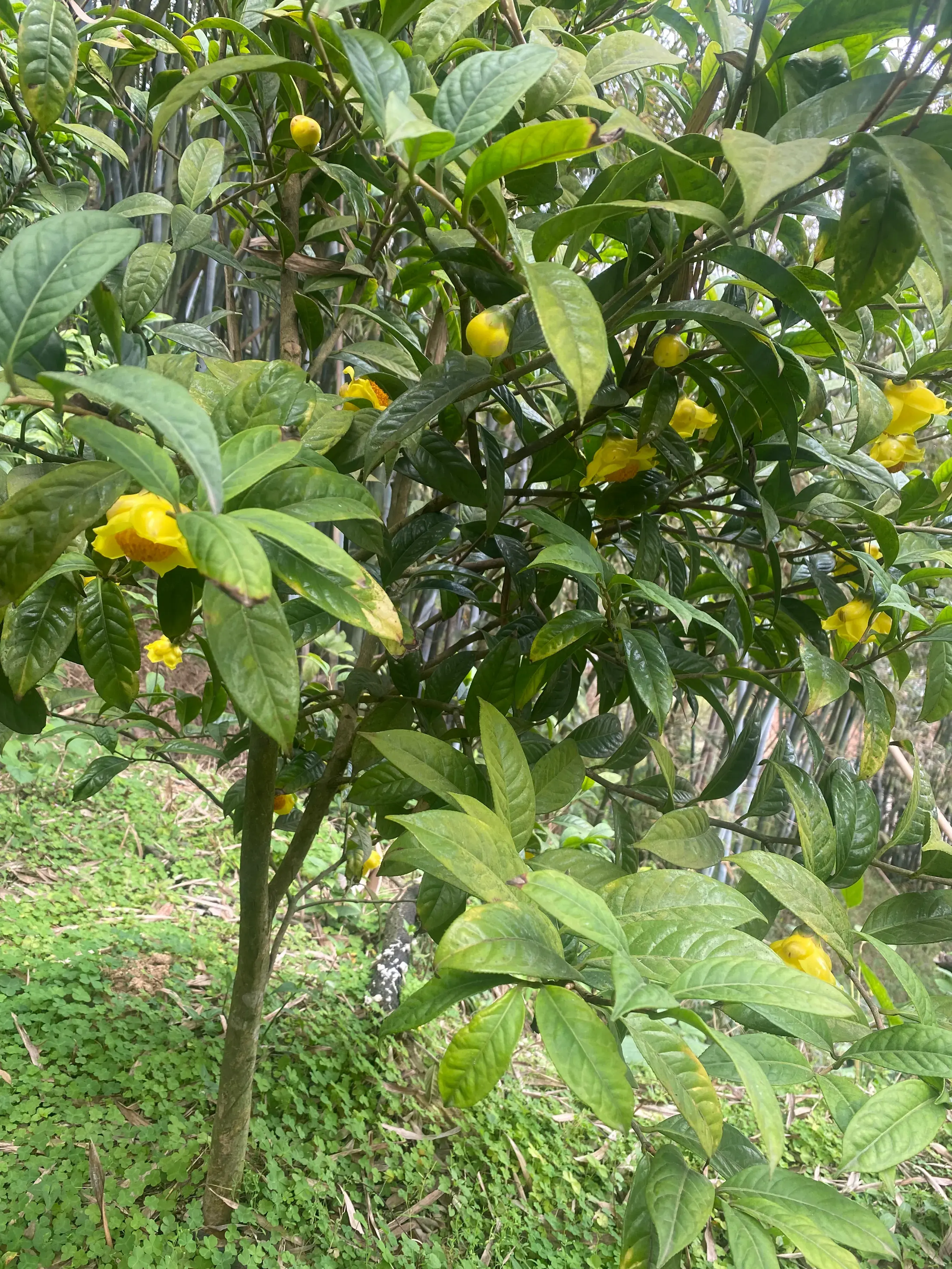 种植技术金花茶的优缺点_金花茶种植方法_金花茶种植技术