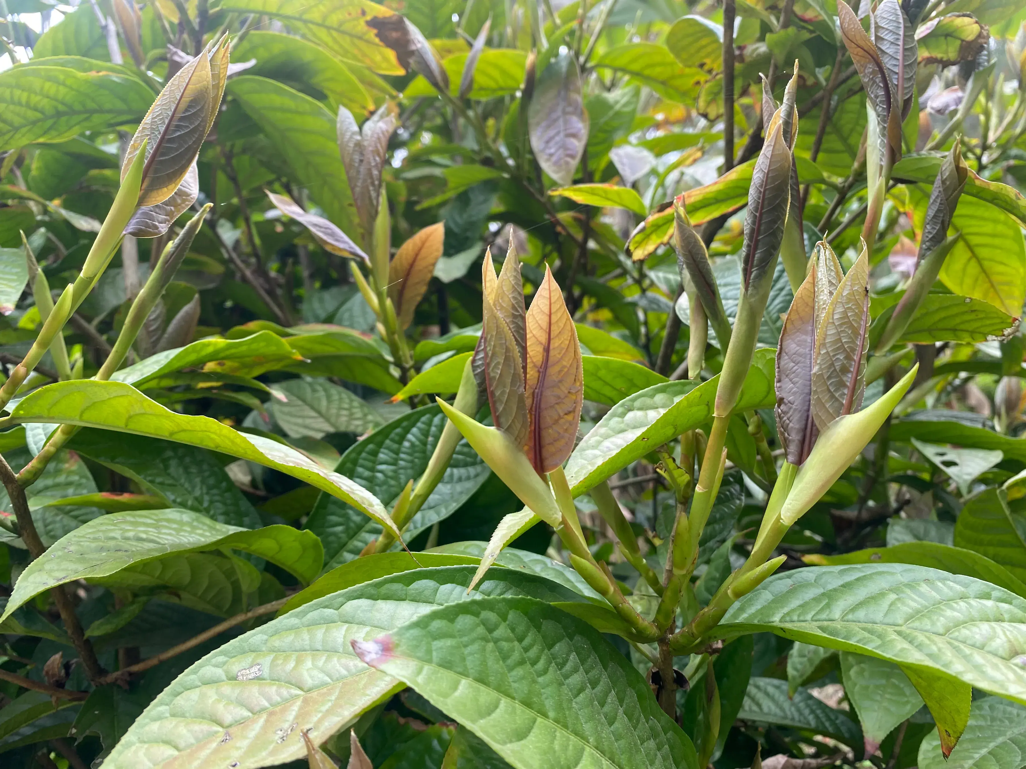 金花茶种植技术_金花茶种植方法_种植技术金花茶的优缺点