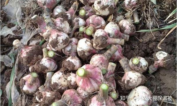 红菜苔种植技术视频_种植红菜苔经济效益_红苔菜种植技术大全