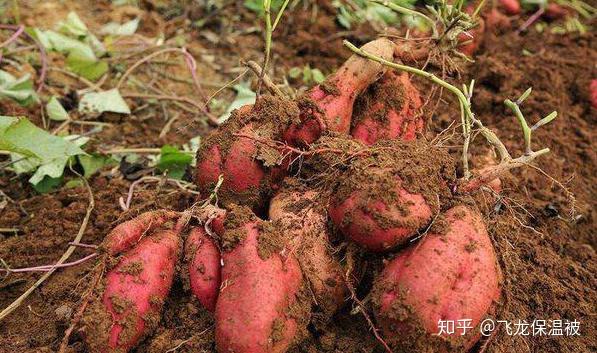 红苔菜种植技术大全_种红菜苔视频_种红菜苔的效益