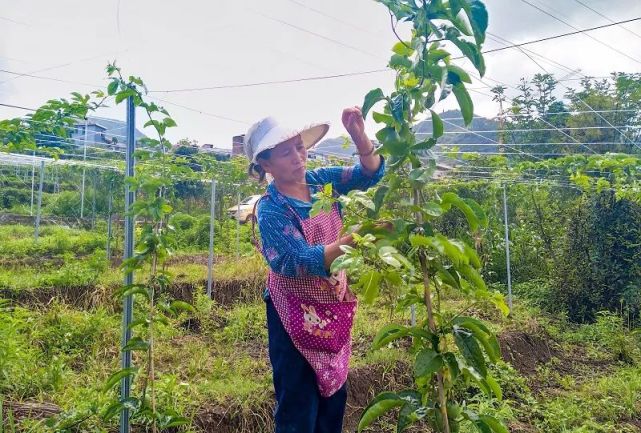 盘江两岸果飘香 助农增收新希望｜黔西南发展百香果产业助力乡村振兴