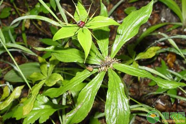 种植重楼效益_种植重楼是不是骗局_种植致富重楼