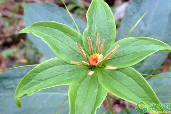 种植致富重楼_种植重楼是不是骗局_种植重楼效益