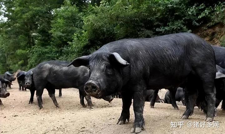 云南养殖致富黑猪_云南黑猪养殖基地_云南黑猪图片大全