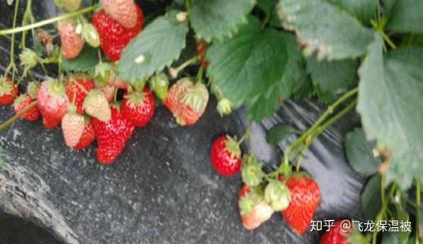 草莓什么时候种植最好？附种植方法