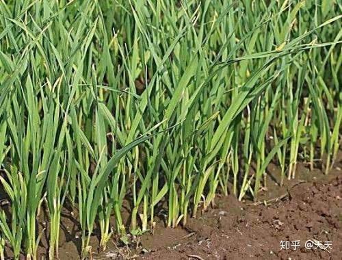 益农控股：冬春季节大棚蒜苗种植方法