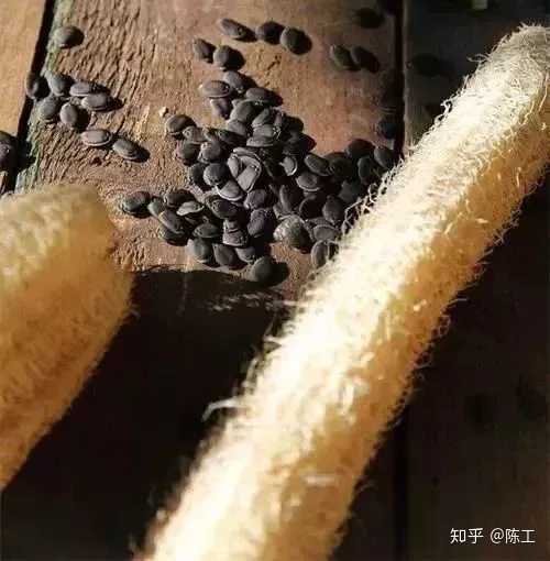 种植丝瓜技术与管理_丝瓜如何种植技术_种植丝瓜技术要点