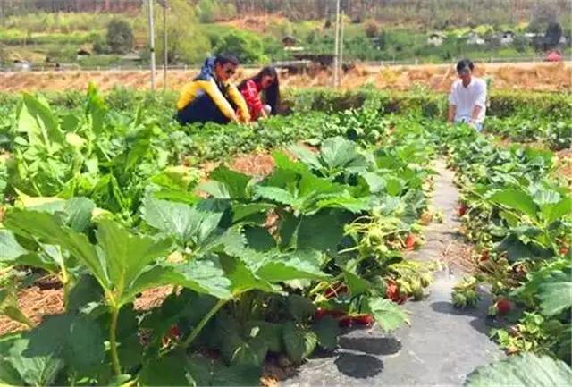 养殖麂子需要什么条件_致富养殖麂子图片_麂子养殖致富