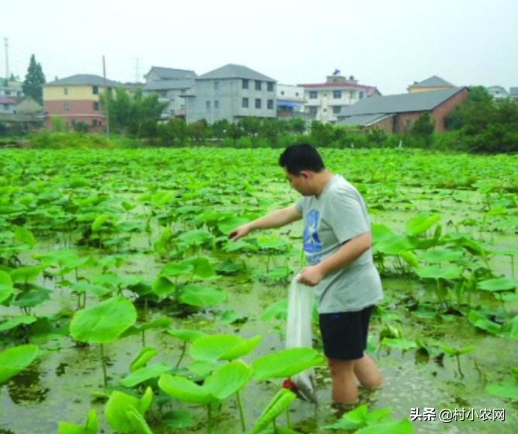 莲子藕种植技术_连藕种植技术_藕种植新技术