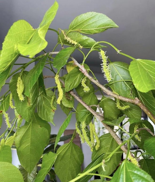 室内种植什么_种植室内致富_室内种什么赚钱