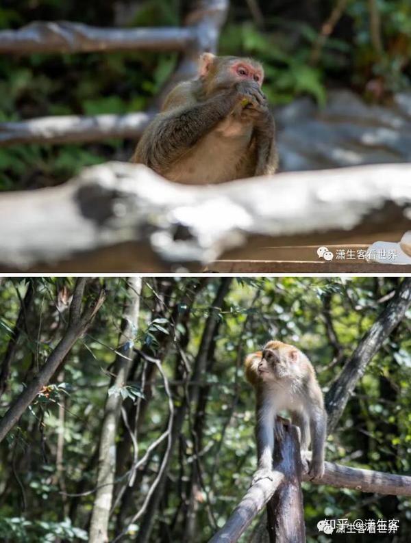 致富猴子养殖视频_猴子养殖致富_猴子养殖技术