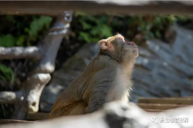 猴子养殖致富_猴子养殖技术_致富猴子养殖视频