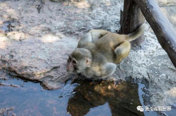 致富猴子养殖视频_猴子养殖致富_猴子养殖技术