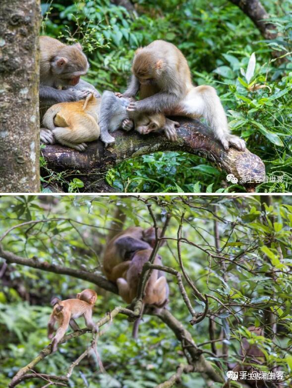 致富猴子养殖视频_猴子养殖致富_猴子养殖技术