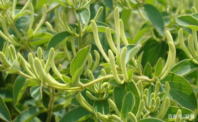 室内种植商机_种植室内致富_室内种植什么赚钱