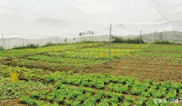 种植室内致富_室内种植什么赚钱_室内种植商机