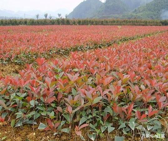 种植室内致富_室内种植商机_室内种植什么赚钱