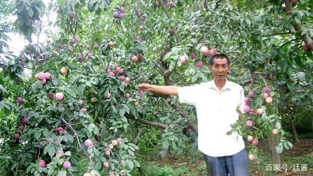 种植室内致富_室内种植商机_室内种植什么赚钱