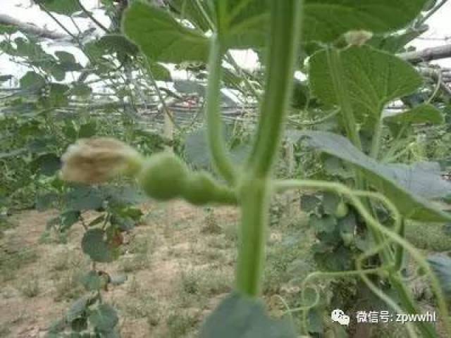 葫芦种植管理技术大全