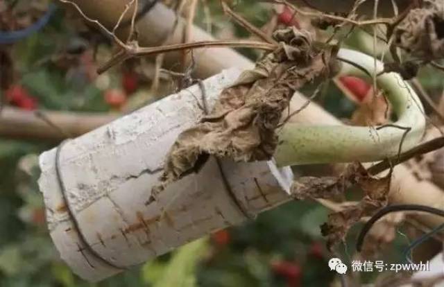 芦葫种怎么种_胡芦种植技术_胡芦种法